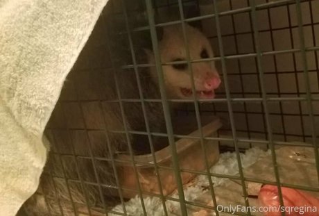 sqregina nude leak onlyfans