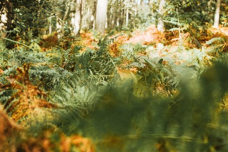 Verde onlyfans for free