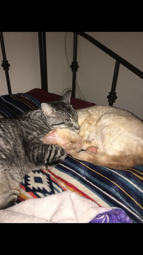 Jiggy Cat Tribe asmr_ xxx onlyfans