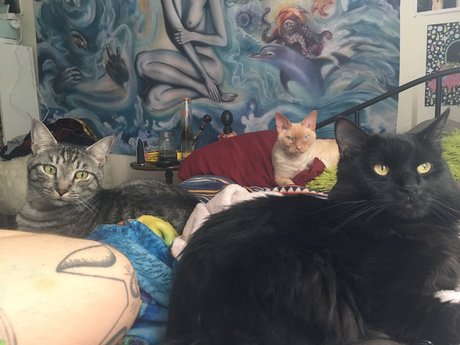 Jiggy Cat Tribe asmr_ onlyfans x