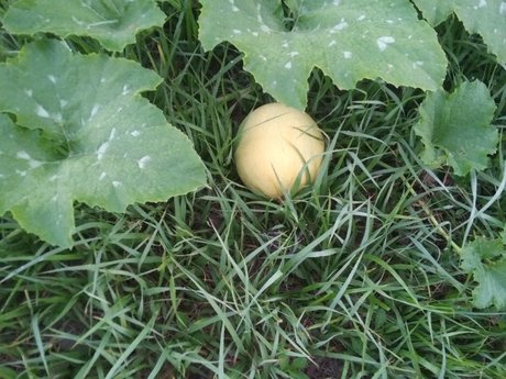 MintCoaTea only fans leaked