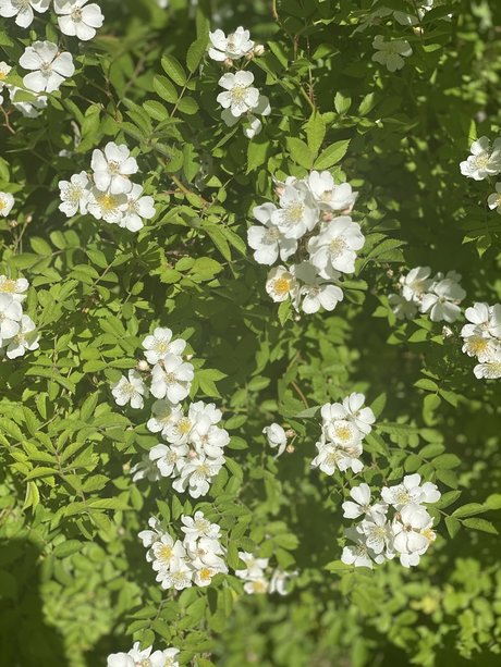 _JAZ leaked onlyfans nudes