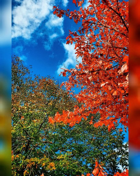 Charley LS porn only fans