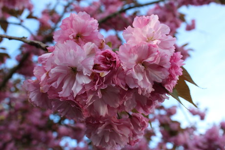 Your local punk_ xxx onlyfans