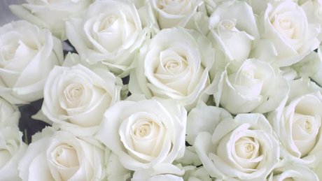 Jessicarose freex onlyfans full