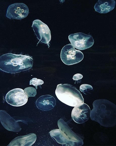 Miss Asian Kate leaked naked onlyfans