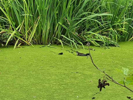 Jerking away the fat leak onlyfans porn