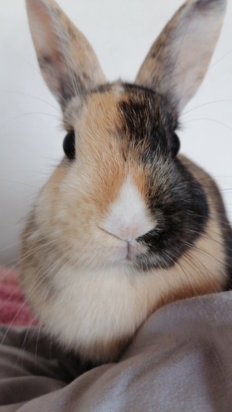 _j v er_ only fans leaks porn