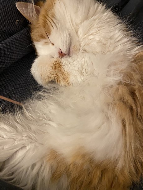 Mitzi only fans leak porn