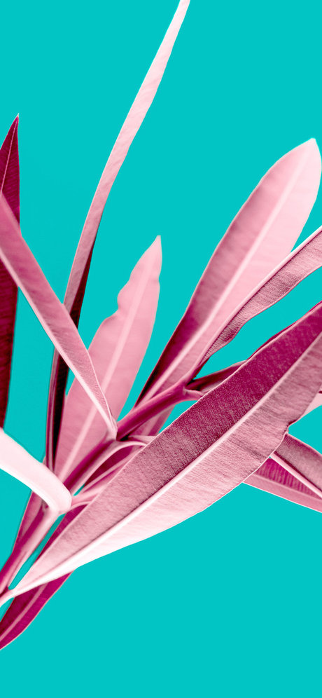 Thiago e Elvis onlyfans nude leak