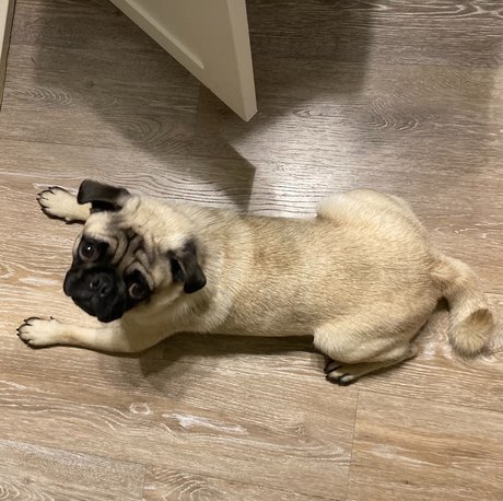 hisreverie leaks only fans