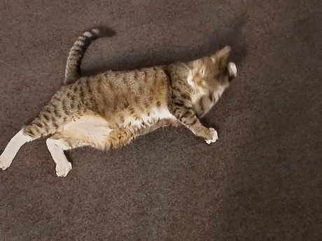 Hectorchavez onlyfans gratis