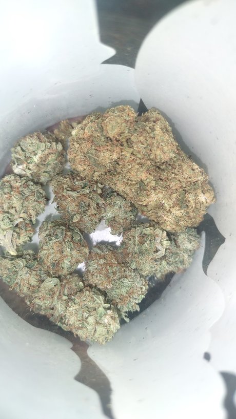 Mr Traditional tits onlyfans