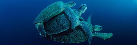 Mrlongdck onlyfans nudes