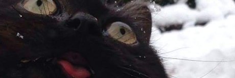 mrkittymeyers leaked onlyfans