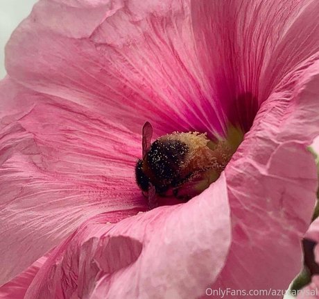 Azucarysal onlyfans leams