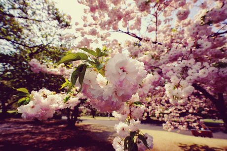 Muscle tanman onlyfans free content