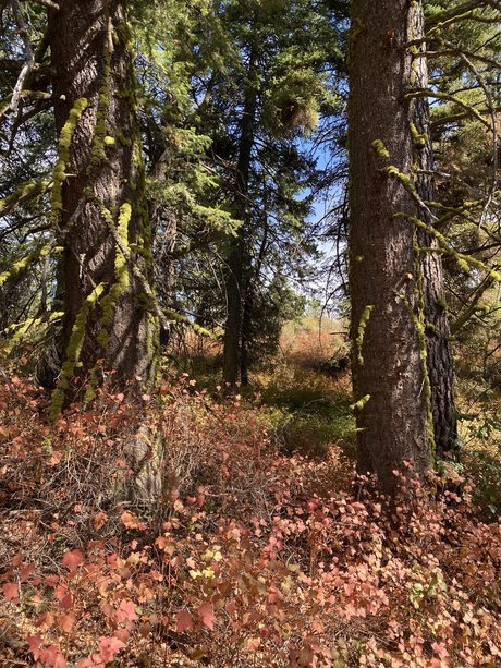 Harper the Fox onlyfans free