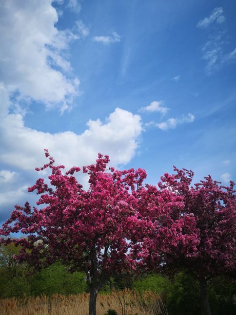 Echoiing onlyfans topless