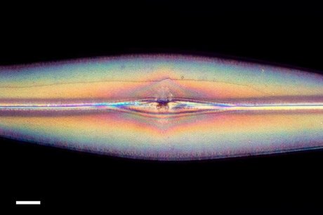 GoshaBaby onlyfans leaka