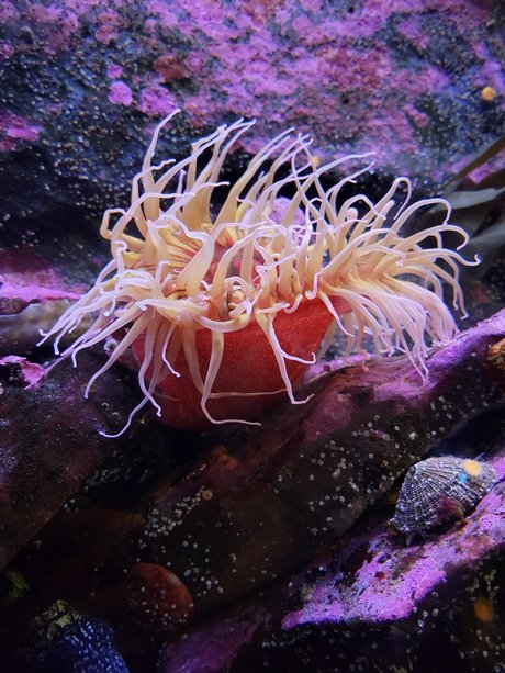 Chaotic Good Himbo leaked onlyfans