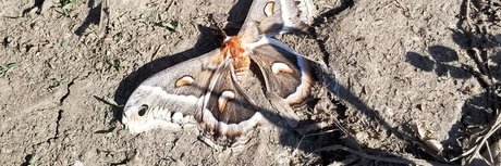 big tiddy boo onlyfans photos