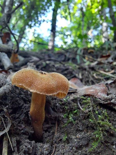 natnats onlyfans sex tape