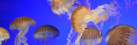 Icarus the Cat God nude onlyfans pics