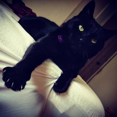 NekOwO nude onlyfans leaked