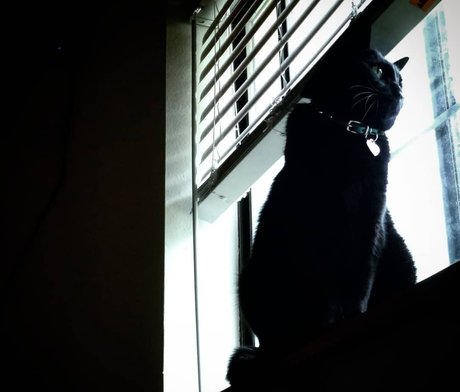 NekOwO onlyfans leaks free