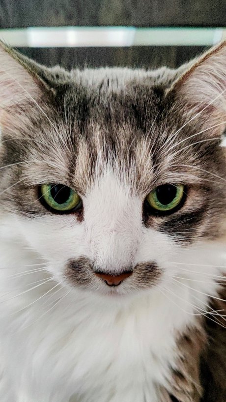 Captain CeCe Cuddles leaked onlyfans xxx