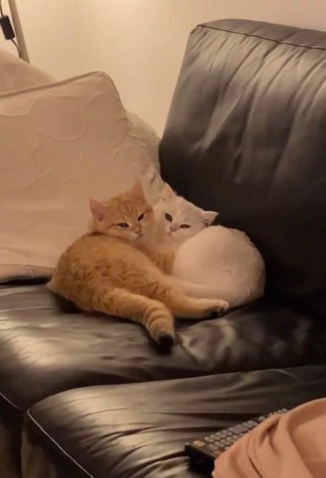 Creme leaked onlyfans nudes