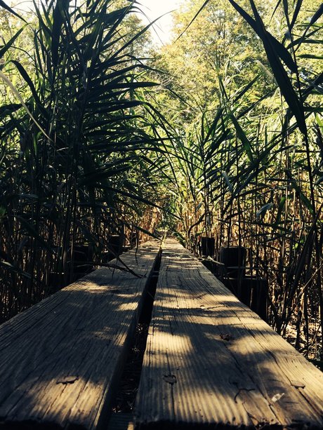 ChocolateThunder joi onlyfans