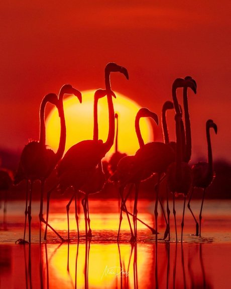 Nike Roses leaks onlyfans porn