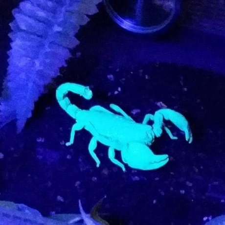 BennyS onlyfans leaked naked