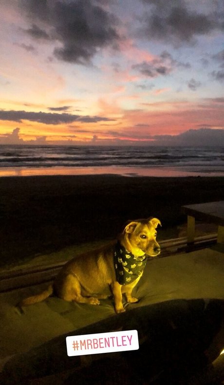 bexiewilliams free onlyfans