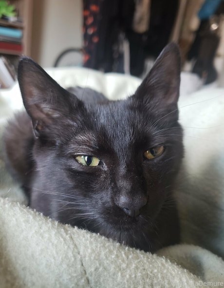 molotovcocktease Profile pic