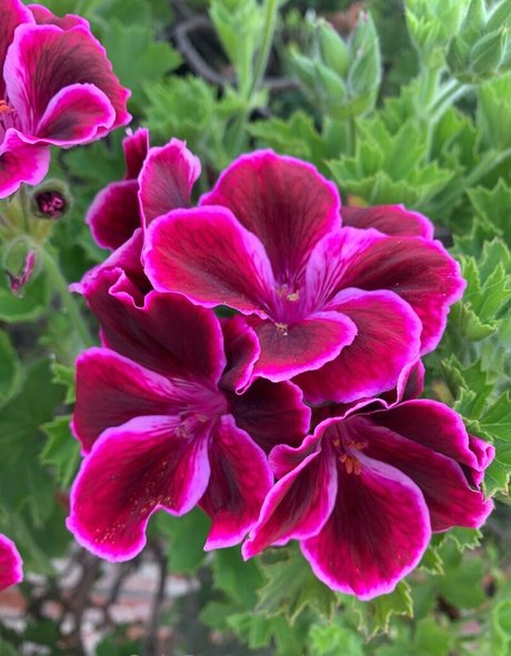 margotdeveraux onlyfans boobs