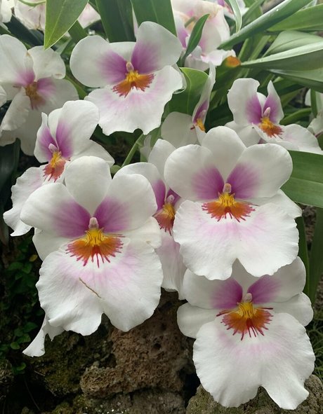 margotdeveraux leaked onlyfans pictures