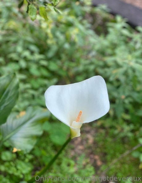 margotdeveraux onlyfans striptease