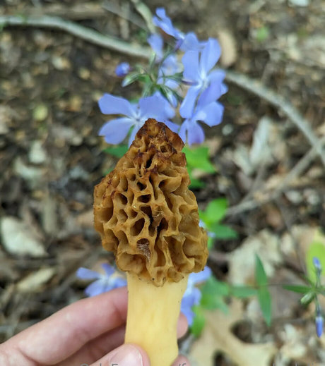 freesexypsychedelic onlyfans lean