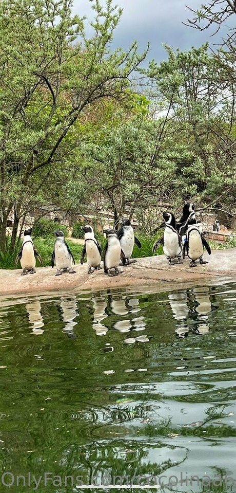 cocolinaa69 onlyfans boobs