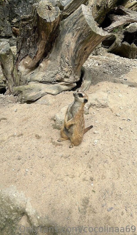 cocolinaa69 only fans nudes