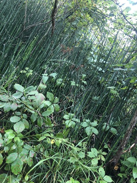 NO FACE NO TRACE naked only fans