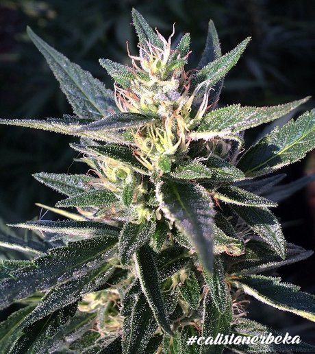 Bomi onlyfans porn leaks