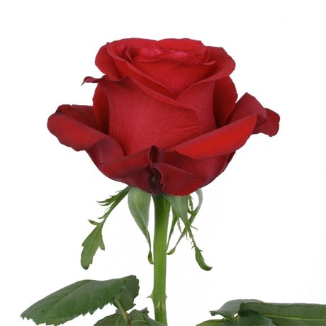 ally rose nude leaks onlyfans