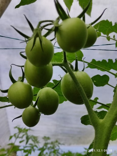 Agriculture Valley Stiven Guzman nudes onlyfans