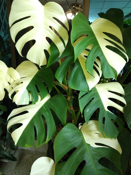 OnlyGearVIP onlyfans leaked pics