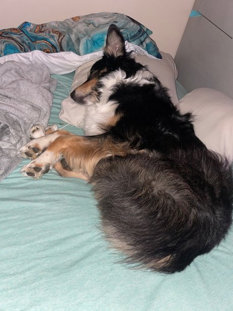 OnlyPaws only fans leaks