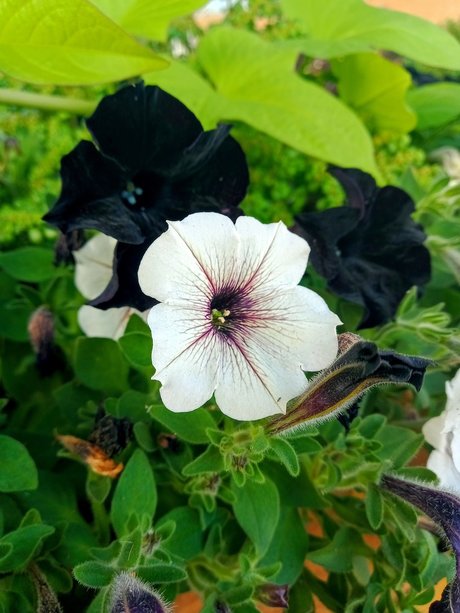 Aceofrose onlyfans porn nude